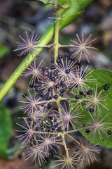 black berries on a branch