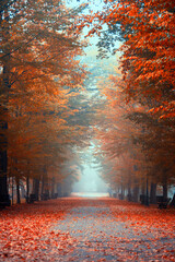 Aleja jesienna wśród drzew, krajobraz - obrazy, fototapety, plakaty