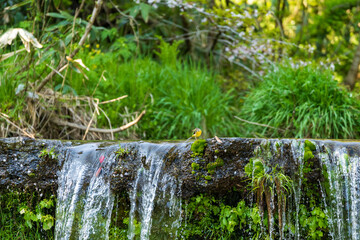 新緑に包まれた峡谷の滝・宮島峡