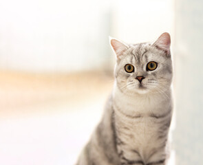 Striped Curious tabby Kitten. Portrait of beautiful fluffy gray kitten. Cat, animal baby, kitten with big eyes sits on white plaid and looking in camera peeps out of the room from behind the wall.