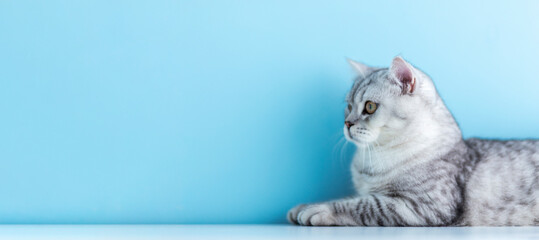 funny British tabby cat portrait on blue background. gray color type, fluffy fur, with copy space....