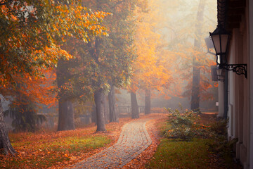 Jesienny mglisty poranek w parku, krajobraz