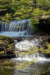 Obraz premium 新緑に包まれた峡谷の滝・宮島峡