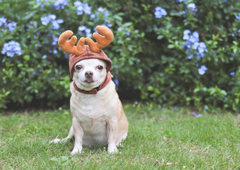 brown short hair Chihuahua dog wearing reindeer horn hat, sitting on green grass in the garden with purple flowers, copy space. Christmas and New year celebration.
