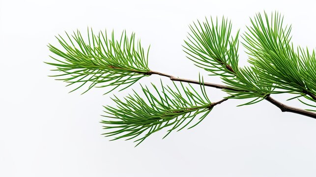 A beautiful image showing two branches of a pine tree on a white background, ideal for nature and Christmas. Generative AI