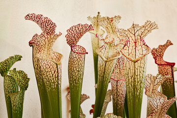 carnivorous plant Sarracenia leucophylla also known as crimson pitcherplant or purple trumpet-leaf. - 659371510