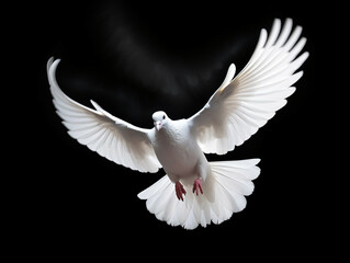 Flying white dove isolated on black background.
Concept of white dove is a symbol of the Holy Spirit.
Christian Holiday Pentecost Concept.