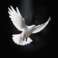 Flying white dove isolated on black background, peace concept.Concept of white dove is a symbol of the Holy Spirit.Christian Holiday Pentecost Concept.