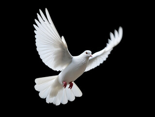 Flying white dove isolated on black background.Concept of white dove is a symbol of the Holy Spirit.Christian Holiday Pentecost Concept.