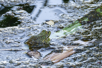 frog in the pond