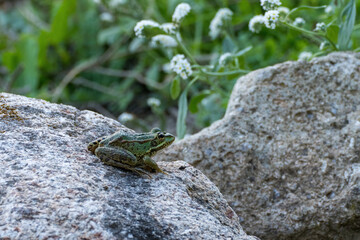 frog on the rocks