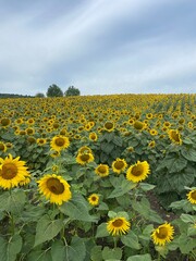 Fototapeta premium Beauty's of sunflowers ❤️🌻
