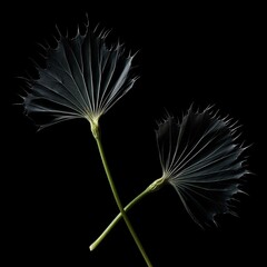 Flowers composition. Gypsophila flowers on pastel green background. Flat lay, top view, copy space