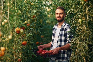 Fresh tomatoes. Beautiful young man is in the garden