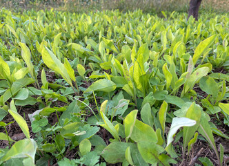 Obraz premium green, leaves, fields, garden, organic farm