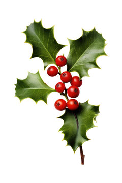 Holly for decoration Christmas. Generative Ai