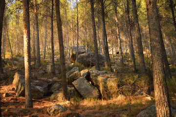 Large stone blocks with smooth parts are found among the trees in the forest of La Muela mountain in Rincón de Ademuz, near the archaeological site of La Celadilla on the Iberian Peninsula