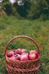 Apples in a Basket Outdoor. Autumn Garden