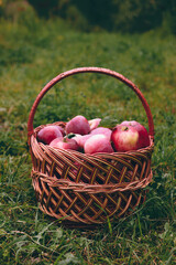 Apples in a Basket Outdoor. Autumn Garden