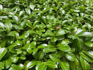 leaf nature green plant in garden,outdoor