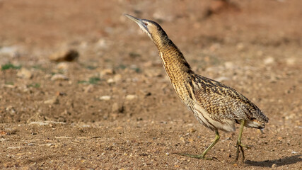 Eurasian Bittern / Botaurus stellaris