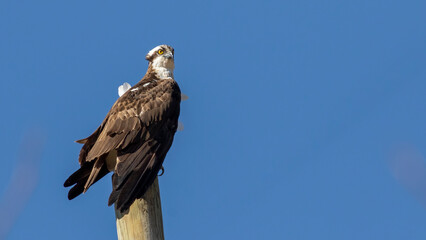 Osprey, Pandion haliaetus