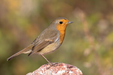 European Robin