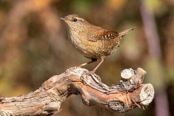 Eurasian Wren, Troglodytes troglodytes