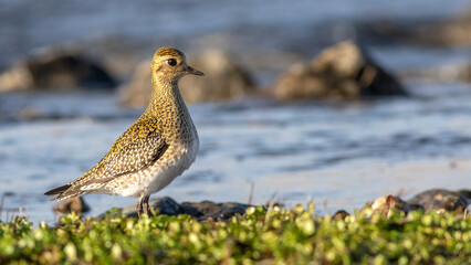 European Golden Plover, Pluvialis apricaria