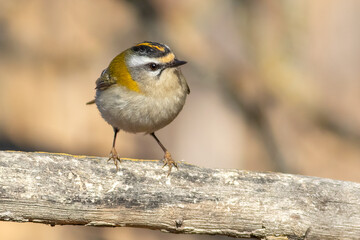 Common Firecrest, Regulus ignicapilla