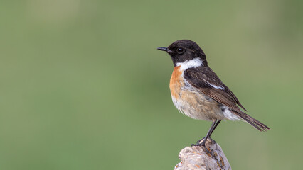 European Stonechat, Saxicola rubicola