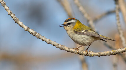 Common Firecrest, Regulus ignicapilla