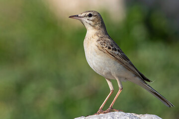 Tawny Pipit,  Anthus campestris