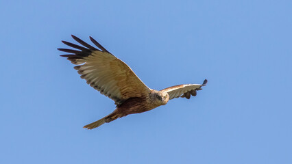 Fototapeta na wymiar Western Marsh Harrier / Circus aeruginosus