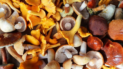 Fresh mixed of forest mushrooms on cutting board over old wooden table
