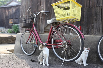 Fototapeta na wymiar bicycle in the street with cats 