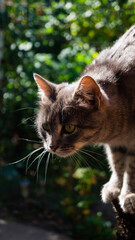 portrait of a cat