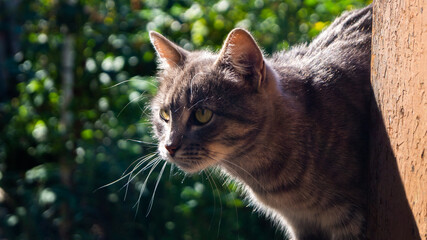 cat in the garden