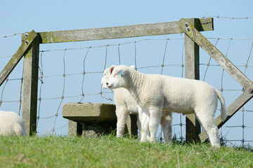 cute white sheep lambs standing in front of fence on meadow