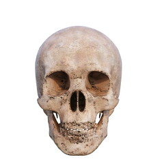 Skull 3d illustration