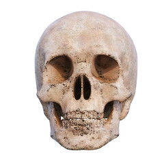 Realistic Human Skull Cranium Isolated on White Background