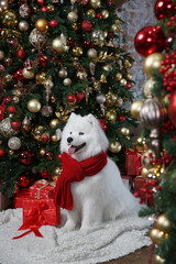 New Year's decorations with Christmas tree. Dog: breed Samoyed (Nenets Herding Laika). Holiday decor indoor. New Year home interior. Christmas ornament and pet, dog with blue eyes. Christmas animal