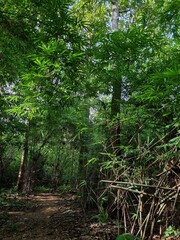 Fototapeta premium path in the forest