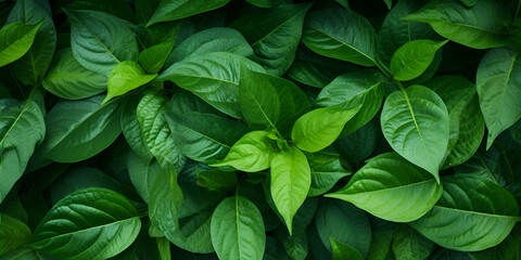 Green leaves abstract natural background wallpaper