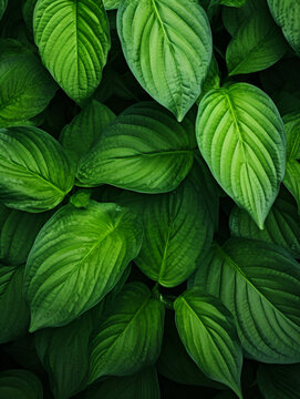 Green leaves abstract natural background