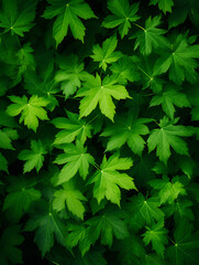 Green leaves abstract natural background wallpaper