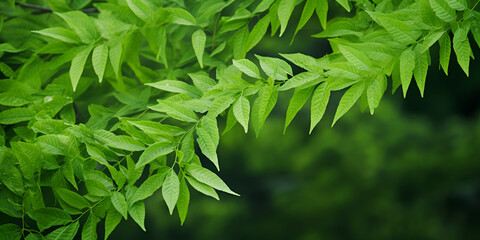 Green leaves abstract natural background wallpaper