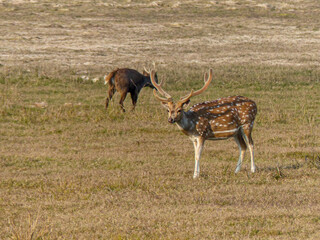 Naklejka na ściany i meble Spotted Deer, or Chital, on a grassy plain in the Dikhala tourist section of Jim Corbett National Park in northern India