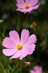 ピンク色のコスモスの花が咲いています