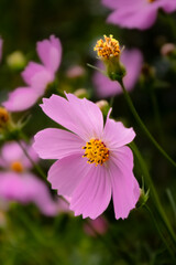 Obraz premium ピンク色のコスモスの花が咲いています